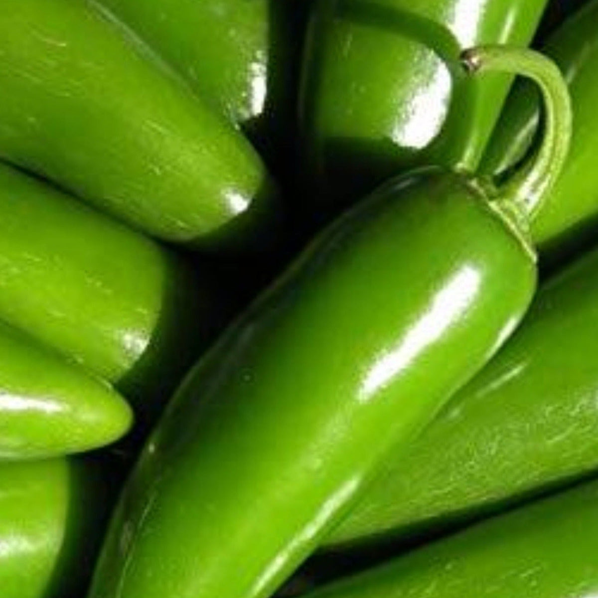 Jalapeno Tam Mild Hot Pepper Seeds by Papaws Garden Supply