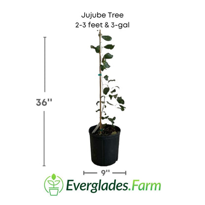 Jujube Tree Grafted