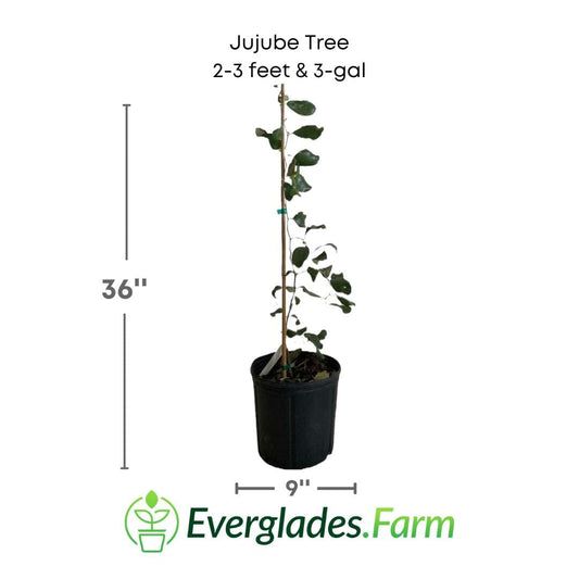 Jujube Tree Grafted, image 6 of 6