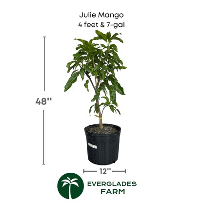 Julie Mango tree Dwarf Grafted, Fruit Trees from Everglades Farm
