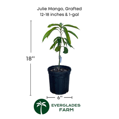 Julie Mango tree Dwarf Grafted, Fruit Trees from Everglades Farm