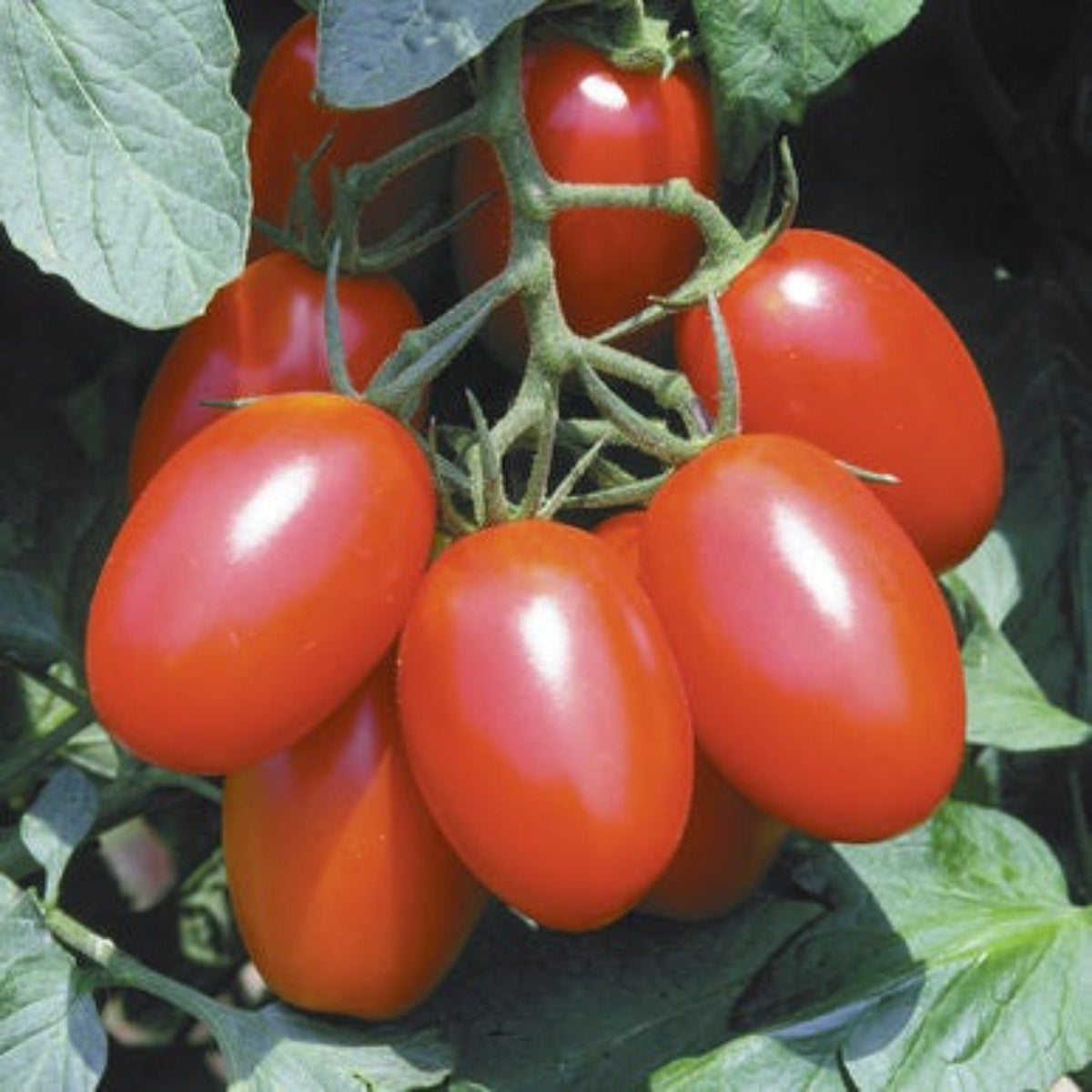 Juliet Untreated Hybrid Paste Tomato Seeds, image 2 of 6