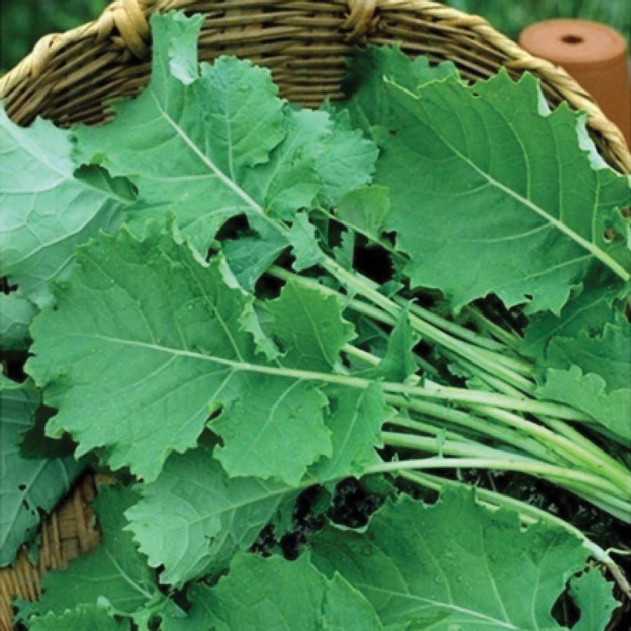 Premier Kale by MIgardener