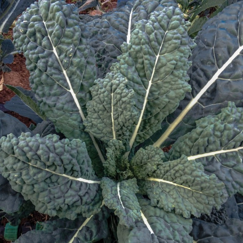 Lacinato (Dinosaur) Kale by MIgardener
