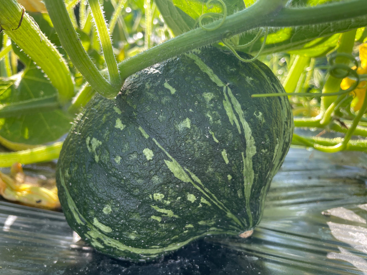 KABOCHA Squash | Suzuki Farm | 1 pc, image 3 of 4