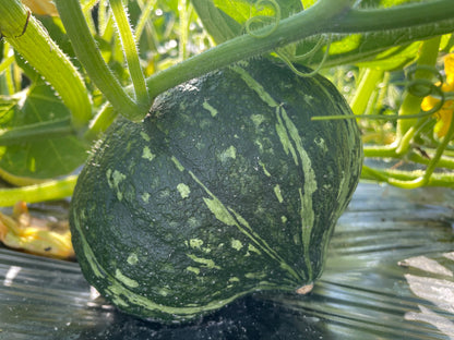 KABOCHA Squash | Suzuki Farm | 1 pc, image 3 of 4