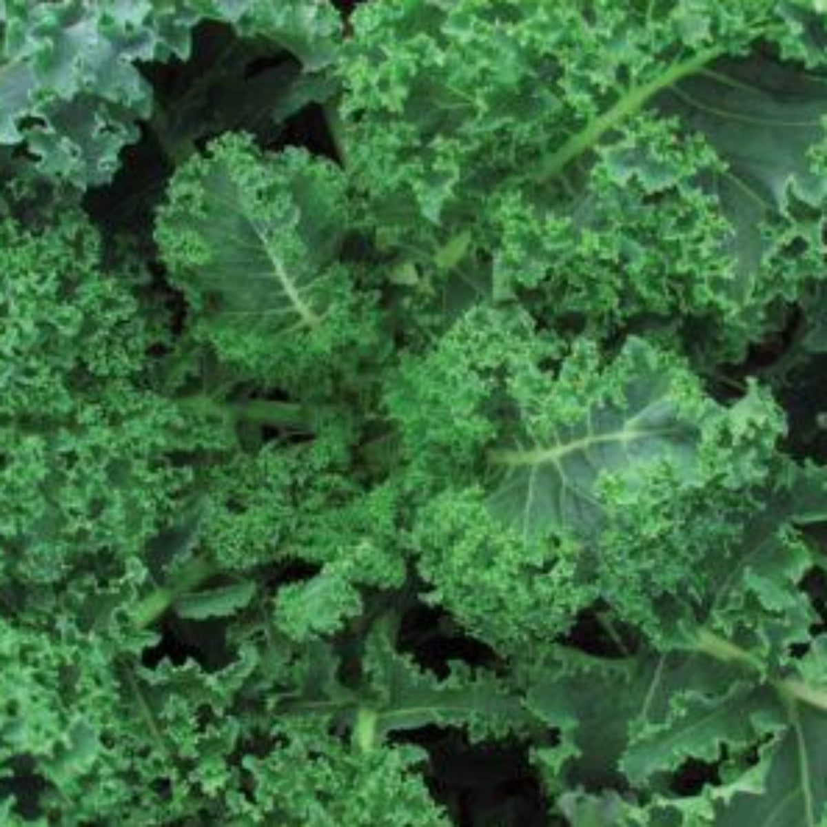 Blue Curled Scotch Kale Seeds by Papaws Garden Supply