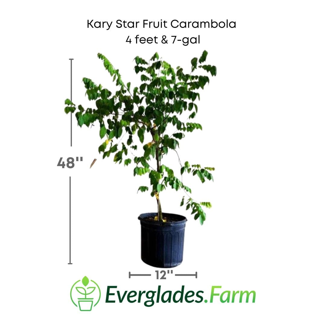 Kary Star Fruit Carambola Fruit Tree, Grafted from Everglades Farm