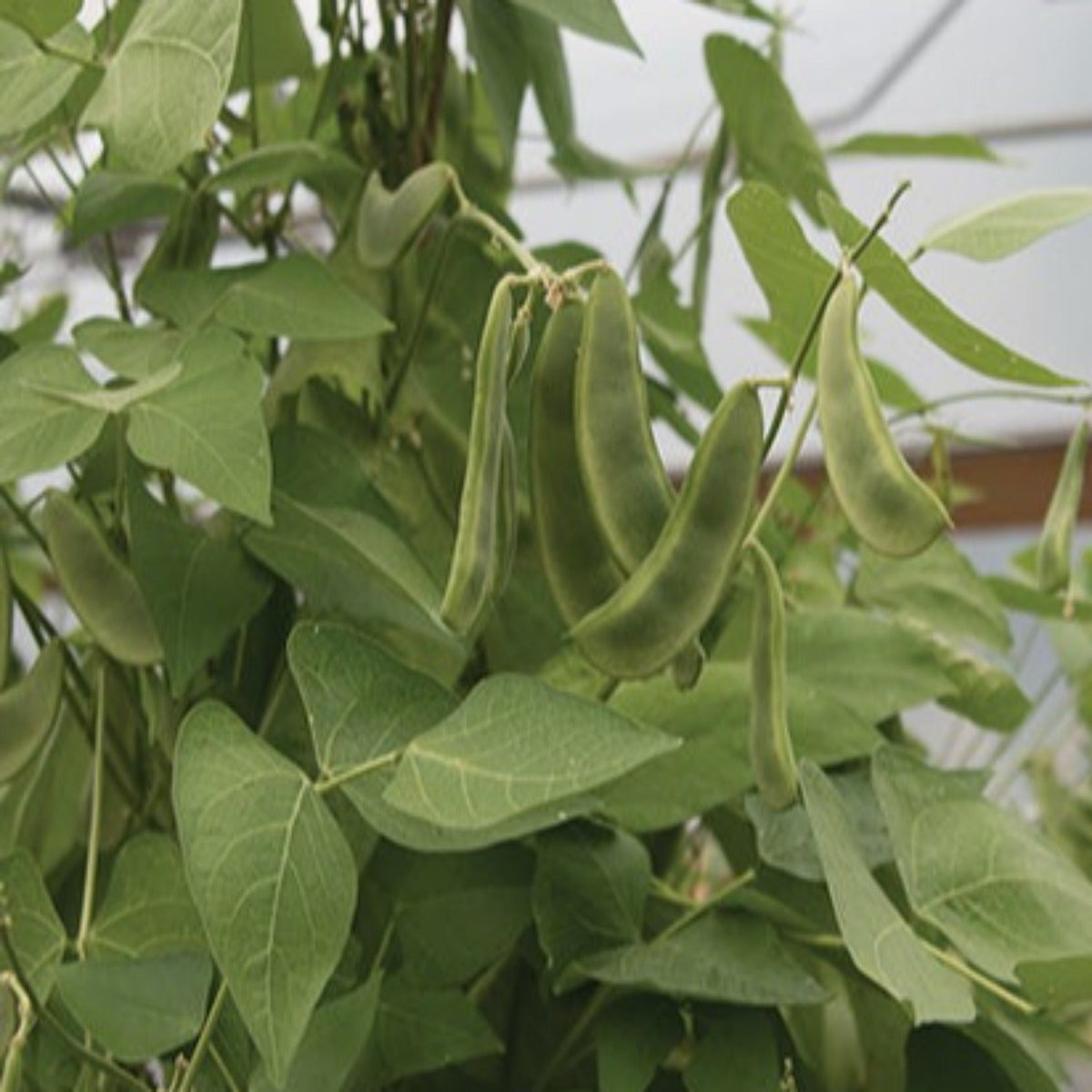 Pole Lima Bean King of the Garden Seeds by Papaws Garden Supply