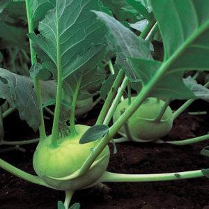 Kohlrabi QuickStar Hybrid Seeds by Papaws Garden Supply