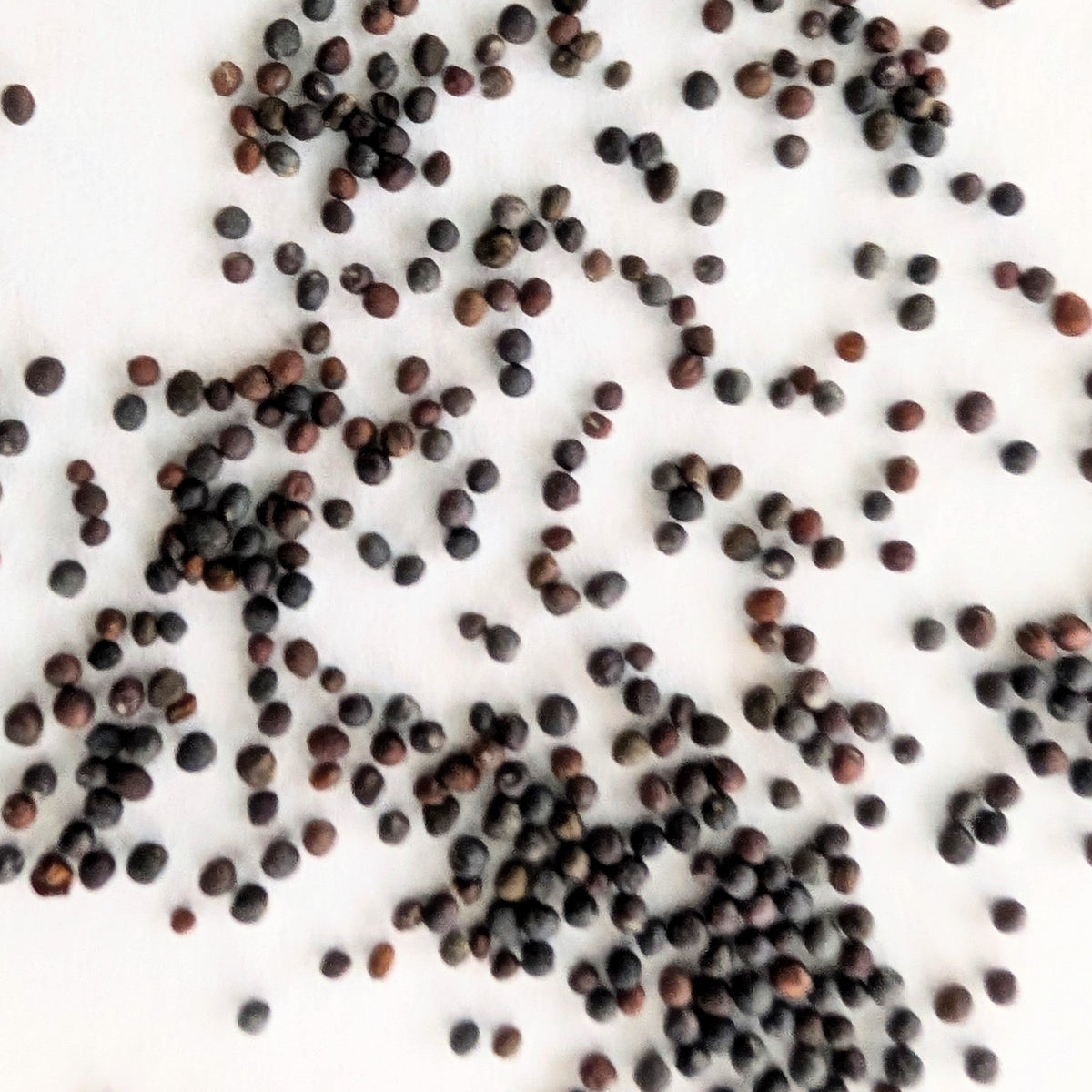 Kohlrabi White Vienna Seeds, image 3 of 5