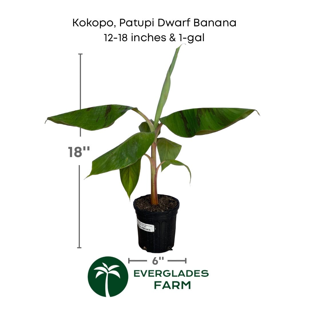 Kokopo, Patupi Dwarf Banana Plant from Everglades Farm