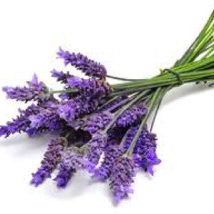 LAVENDER Seeds, Vera