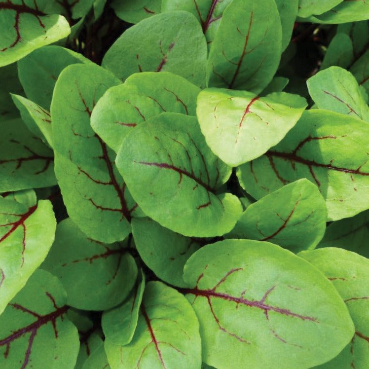 Red Veined Sorrel by MIgardener
