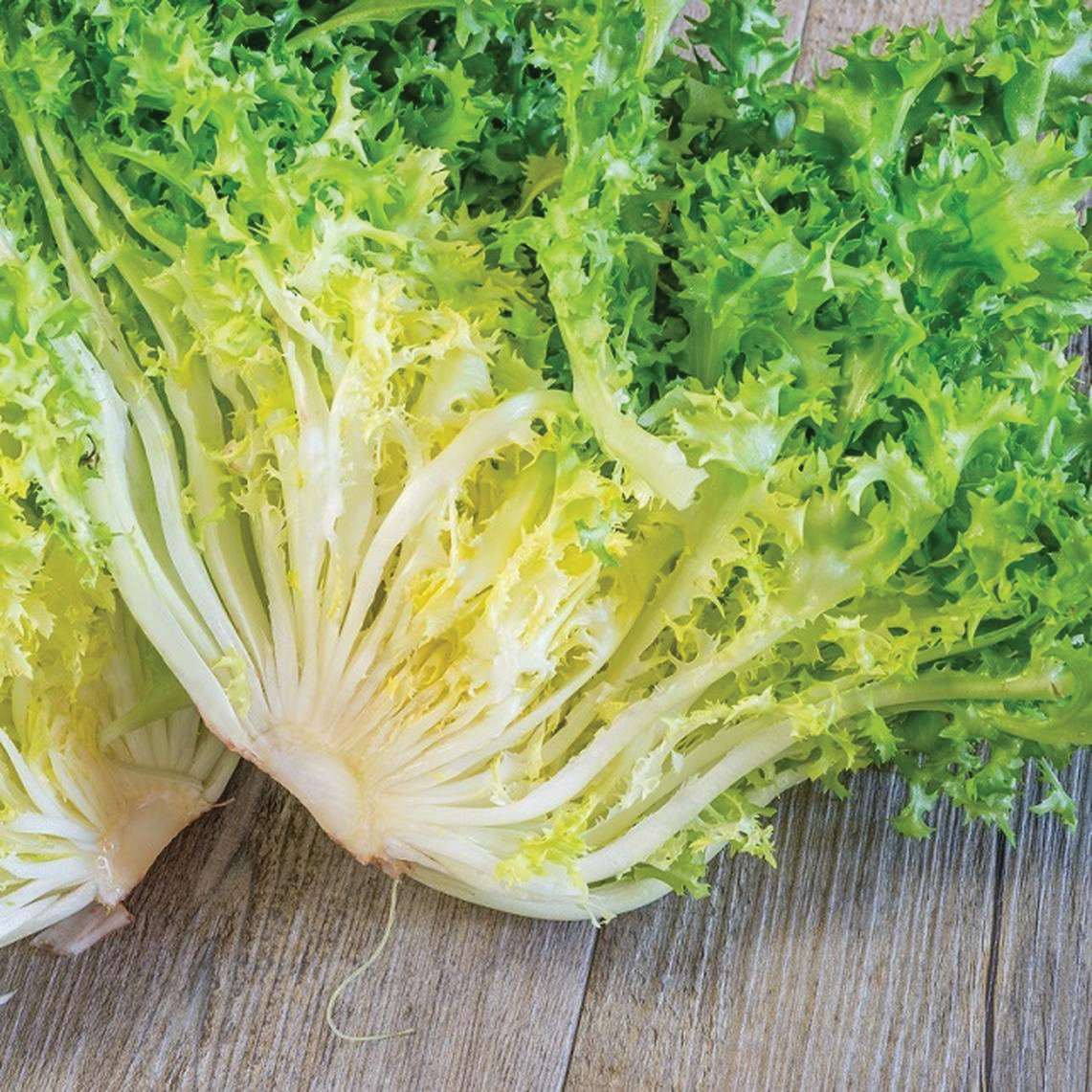 Frisee Endive by MIgardener