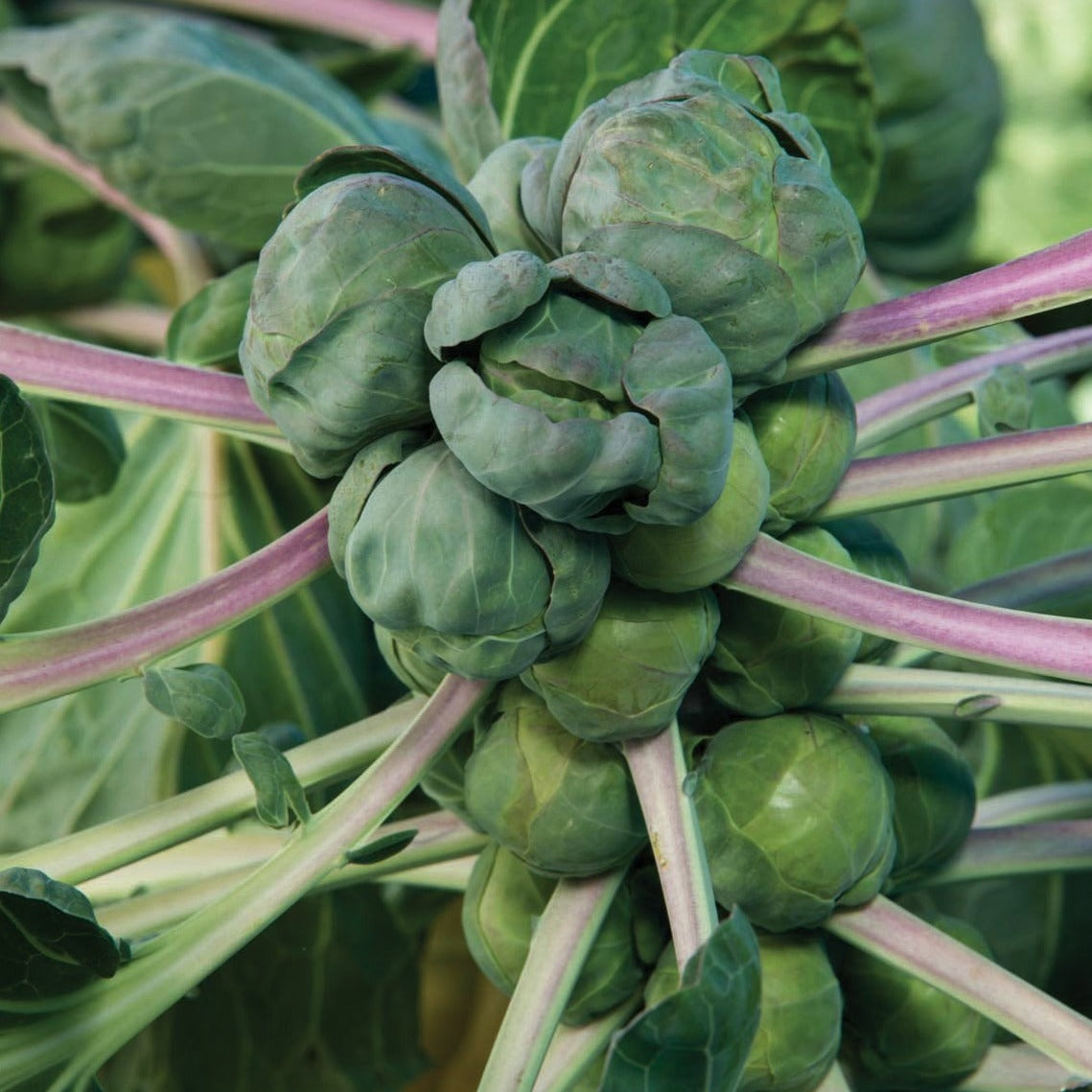 Long Island Brussel Sprout by MIgardener