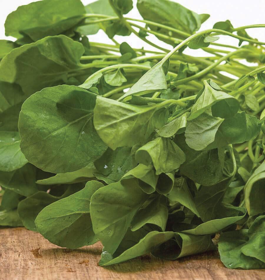 Upland Cress by MIgardener