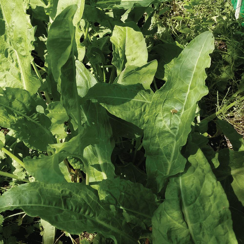 Large Leaf Sorrel by MIgardener