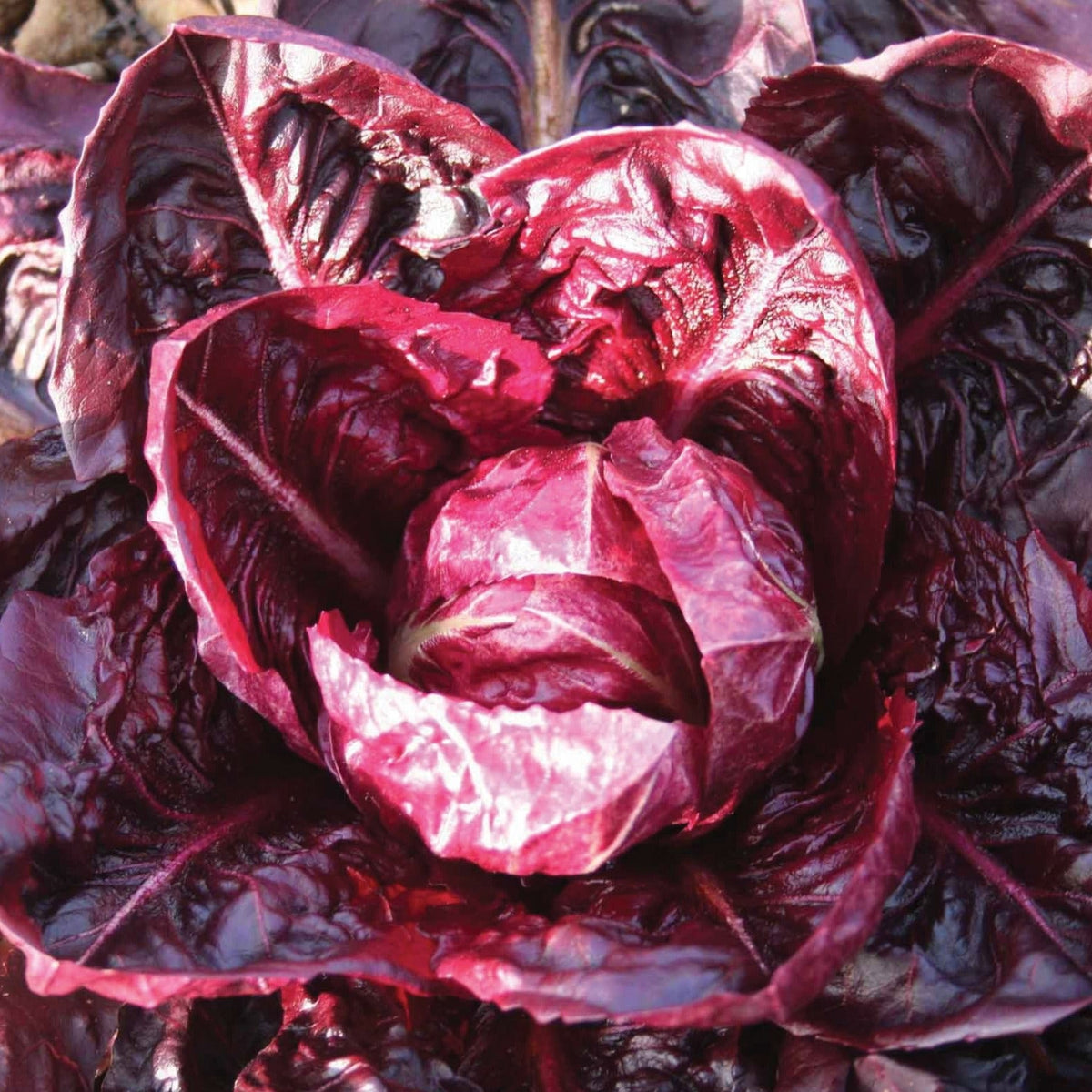 Rouge De Verona Radicchio by MIgardener