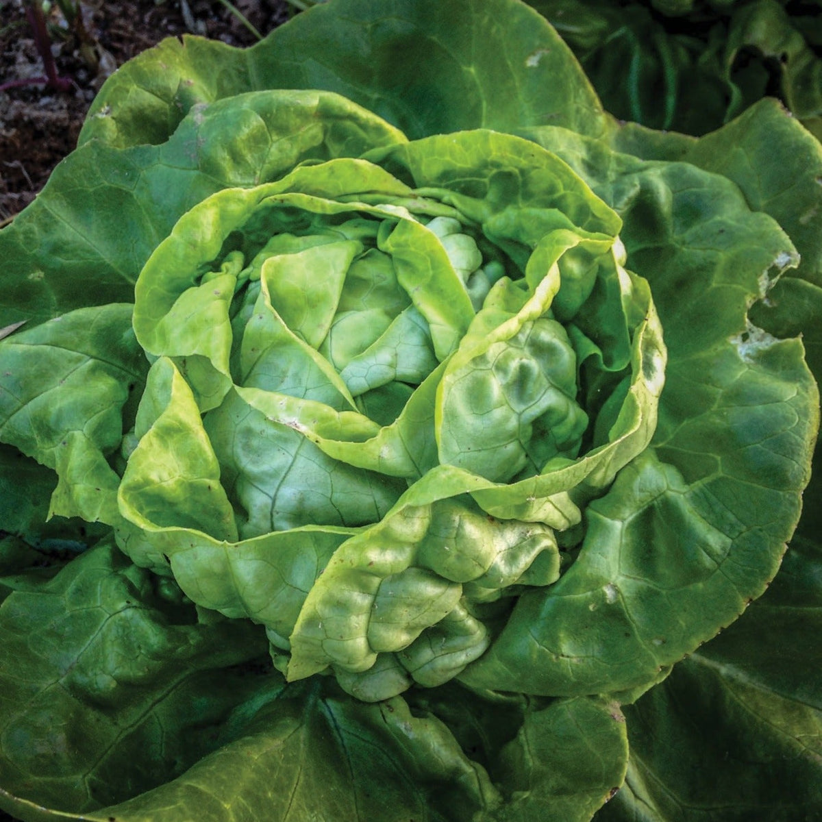Buttercrunch Lettuce by MIgardener