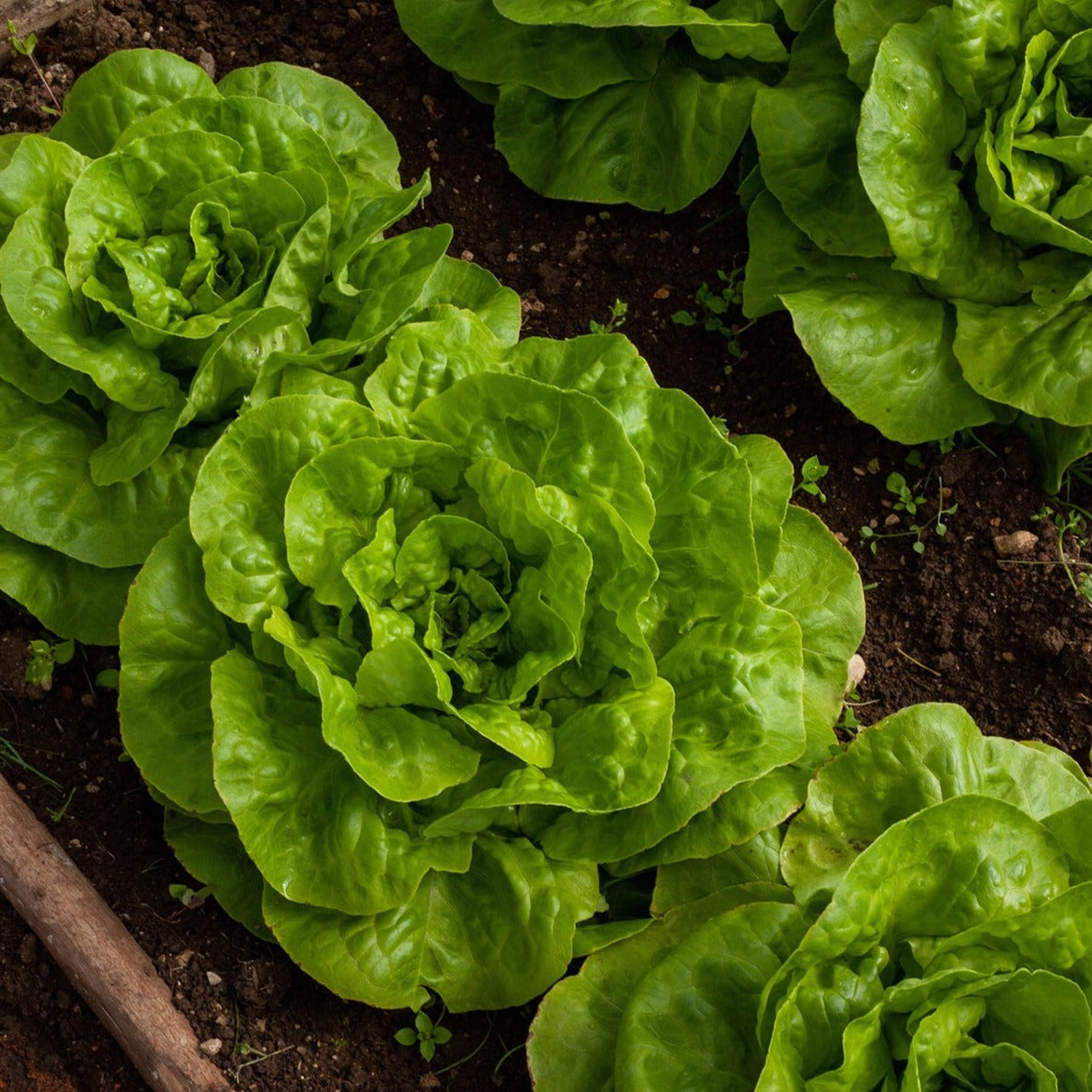 Tom Thumb Dwarf Bibb Lettuce by MIgardener