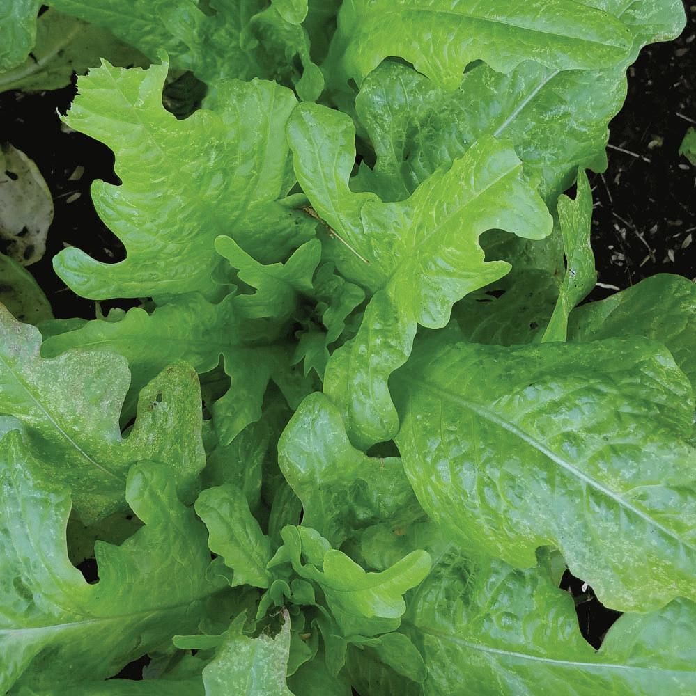 Oakleaf Lettuce by MIgardener