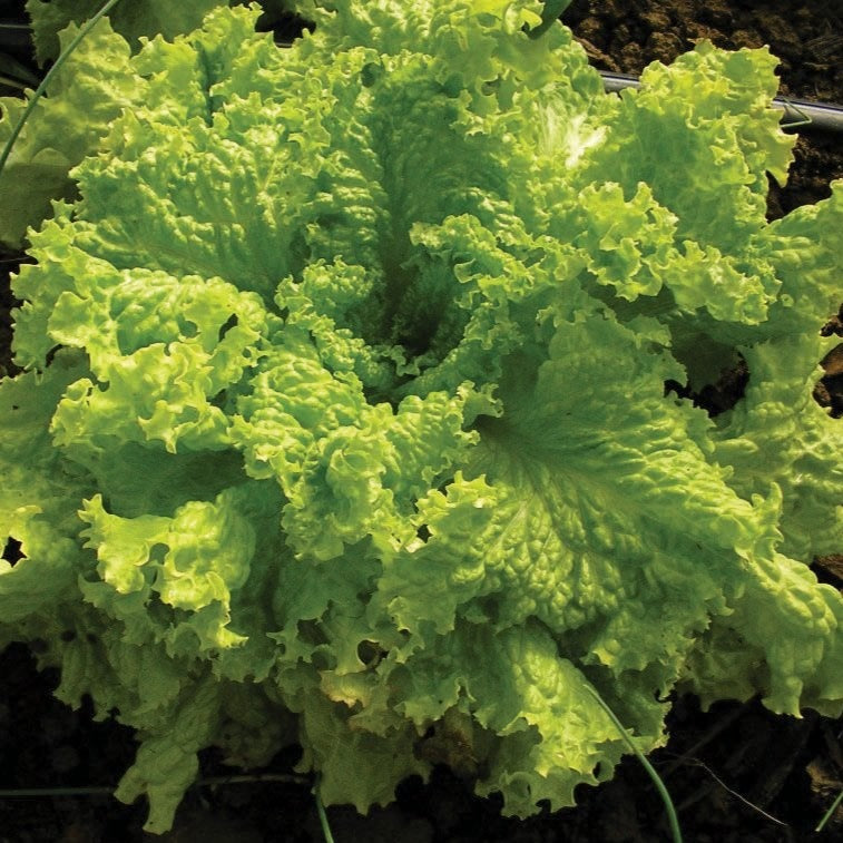 Grand Rapids Leaf Lettuce by MIgardener