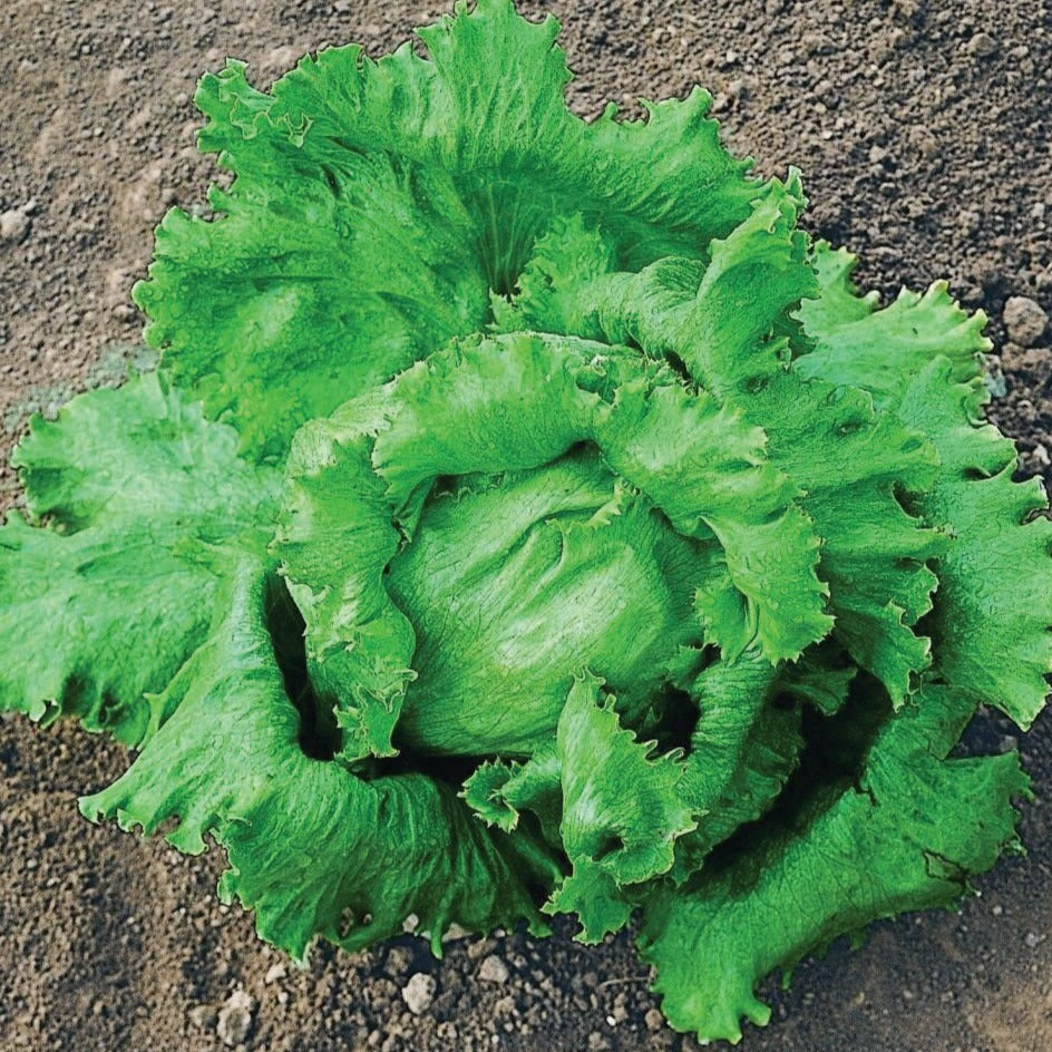 Crisphead Great Lakes 118 Lettuce by MIgardener