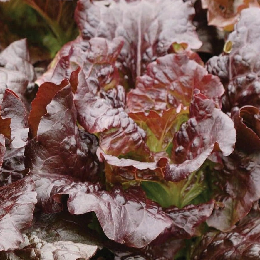 Cimmaron Lettuce by MIgardener