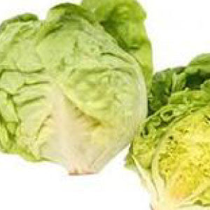 LETTUCE Seeds, Bibb