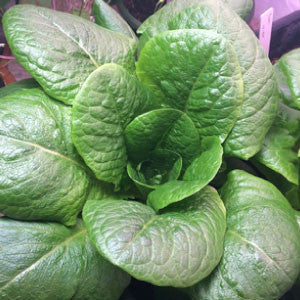 LETTUCE Seeds, Paris Romaine