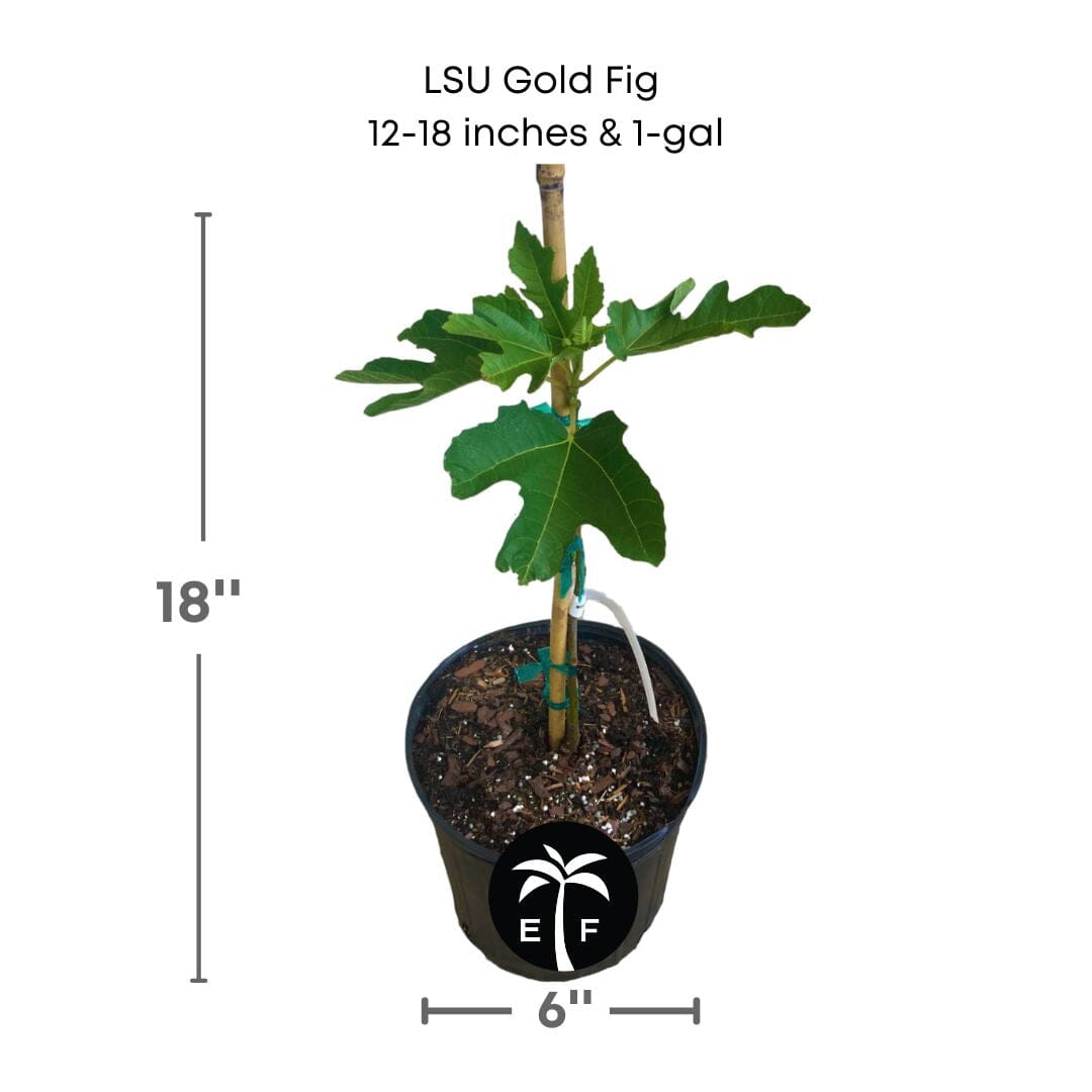 LSU Gold Fig Tree (Ficus carica 'LSU Gold') - Sweet, Golden Fruits for Your Garden from Everglades Farm