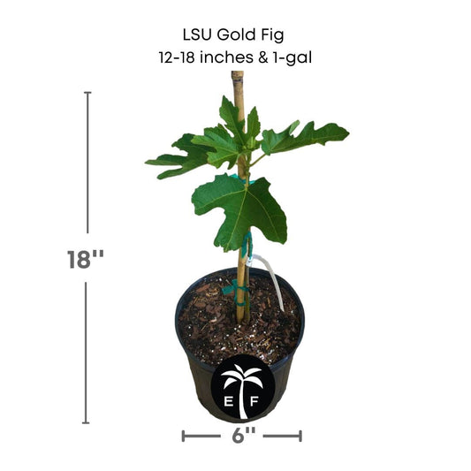 LSU Gold Fig Tree (Ficus carica 'LSU Gold') - Sweet, Golden Fruits for Your Garden from Everglades Farm