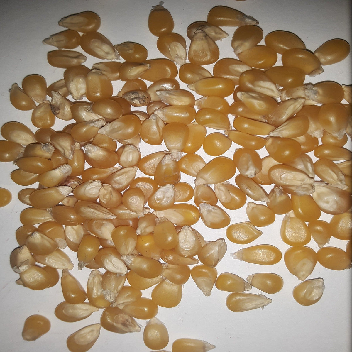 Lady Fingers Heirloom Popcorn Untreated Seeds, image 2 of 4