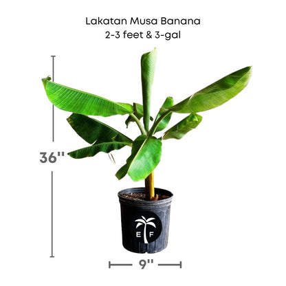 Lakatan Musa Banana Plant from Everglades Farm