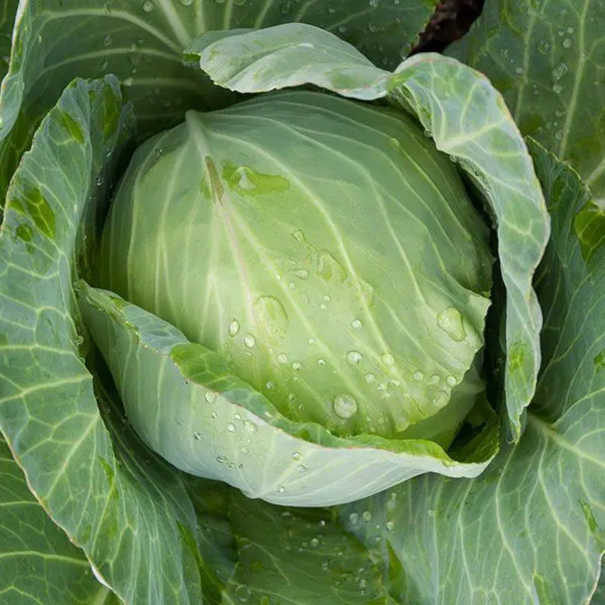 Late Flat Dutch Premium Heirloom Cabbage Seeds by Papaws Garden Supply