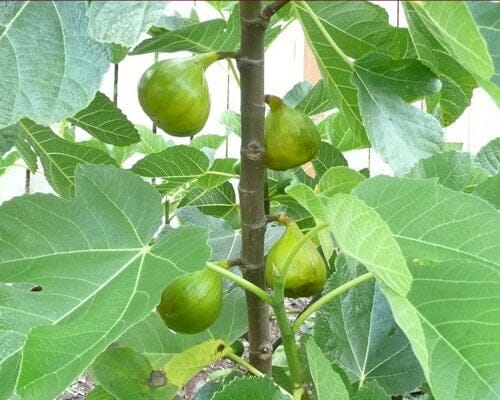 Lattarula Fig Tree from Everglades Farm