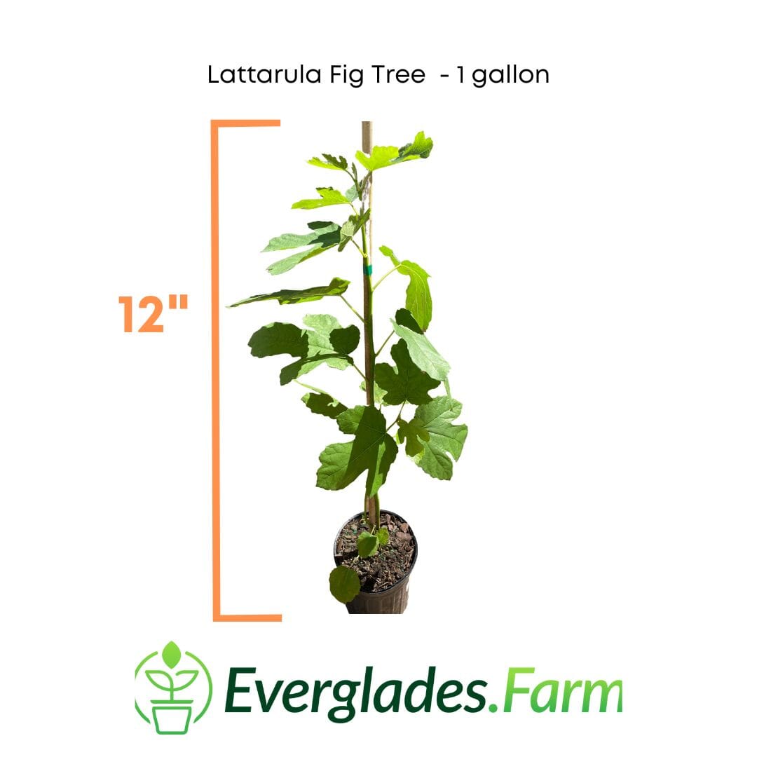 Lattarula Fig Tree from Everglades Farm