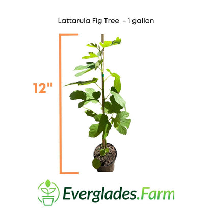 Lattarula Fig Tree from Everglades Farm