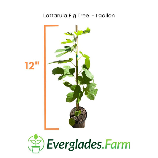 Lattarula Fig Tree from Everglades Farm