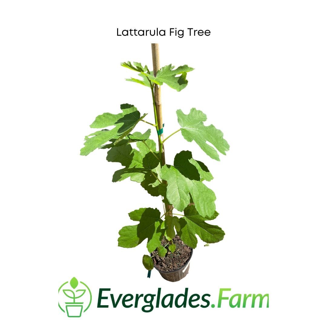 Lattarula Fig Tree from Everglades Farm