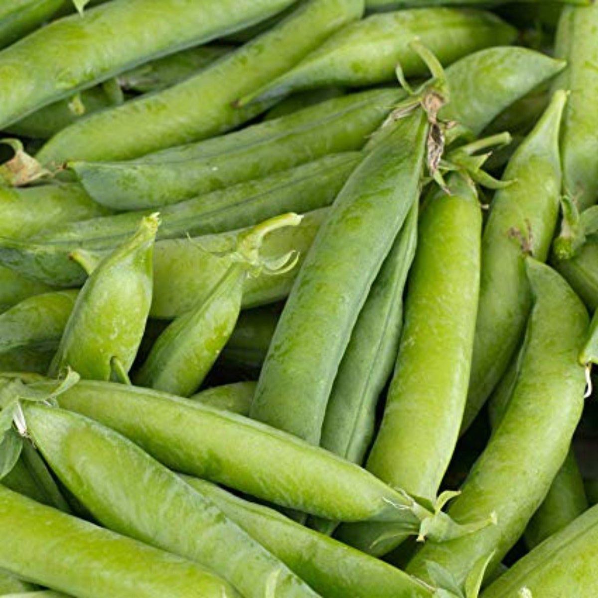 Little Marvel Bush Pea Seeds by Papaws Garden Supply