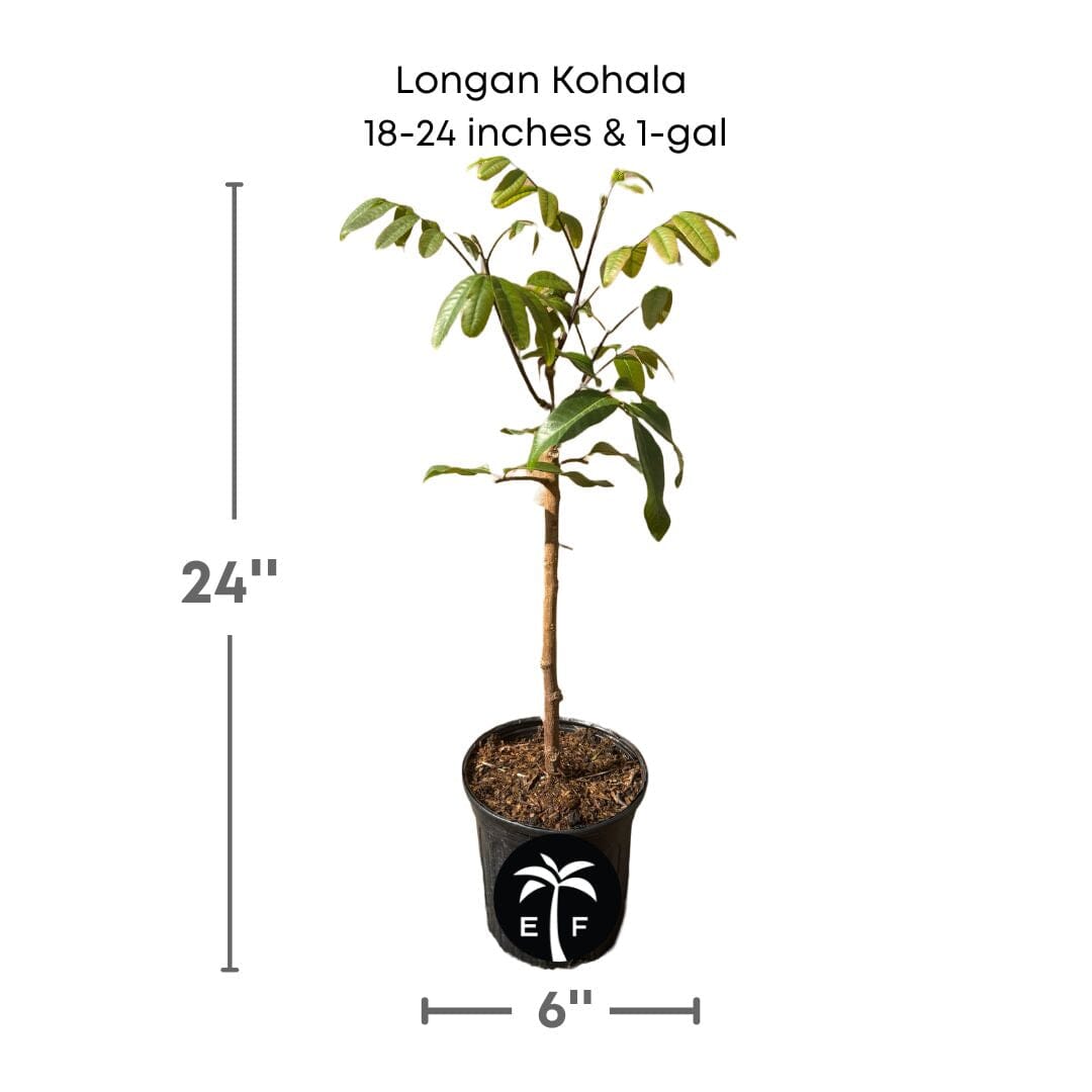 Longan Kohala Tree, Air-Layered, Fruit Trees from Everglades Farm