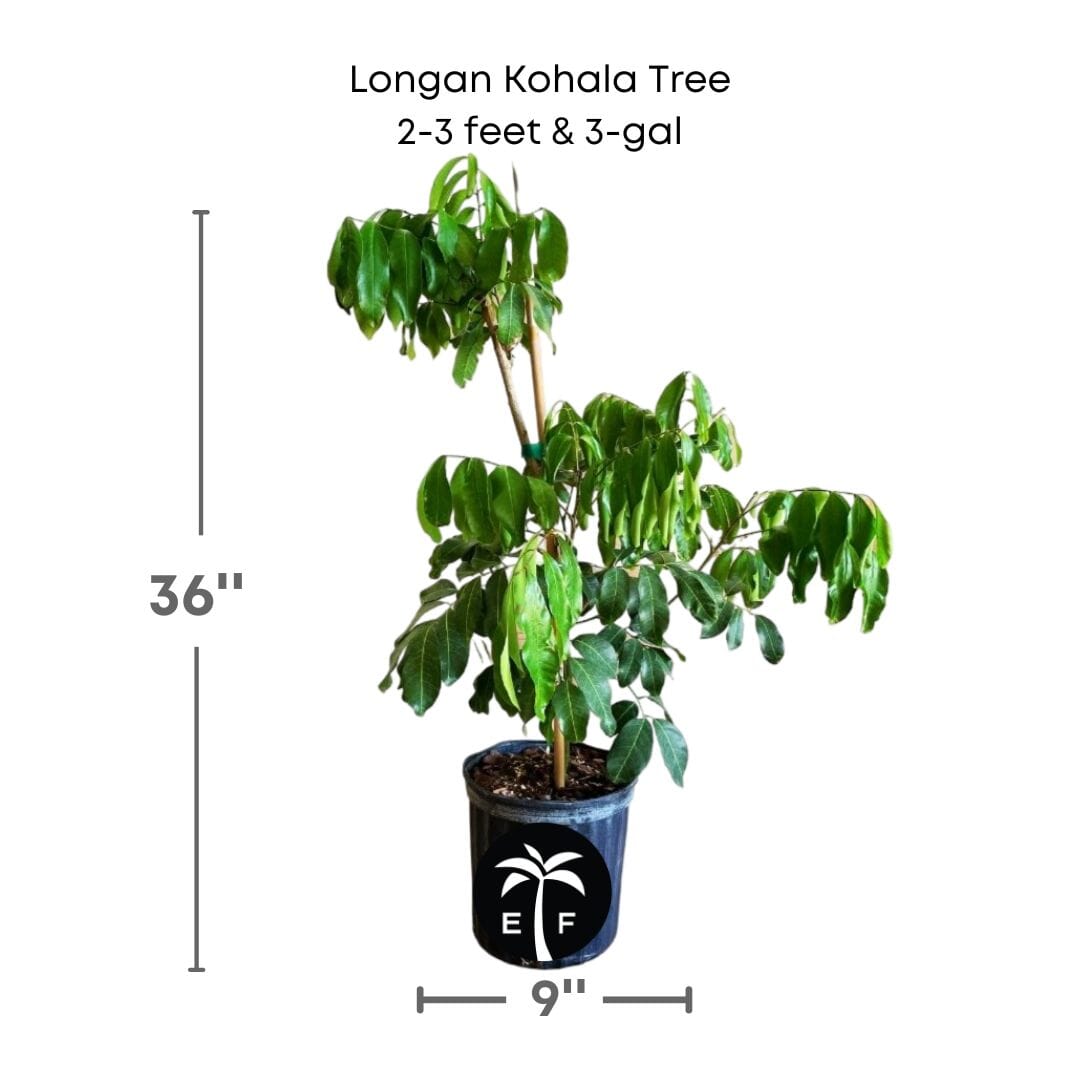 Longan Kohala Tree, Air-Layered, Fruit Trees from Everglades Farm