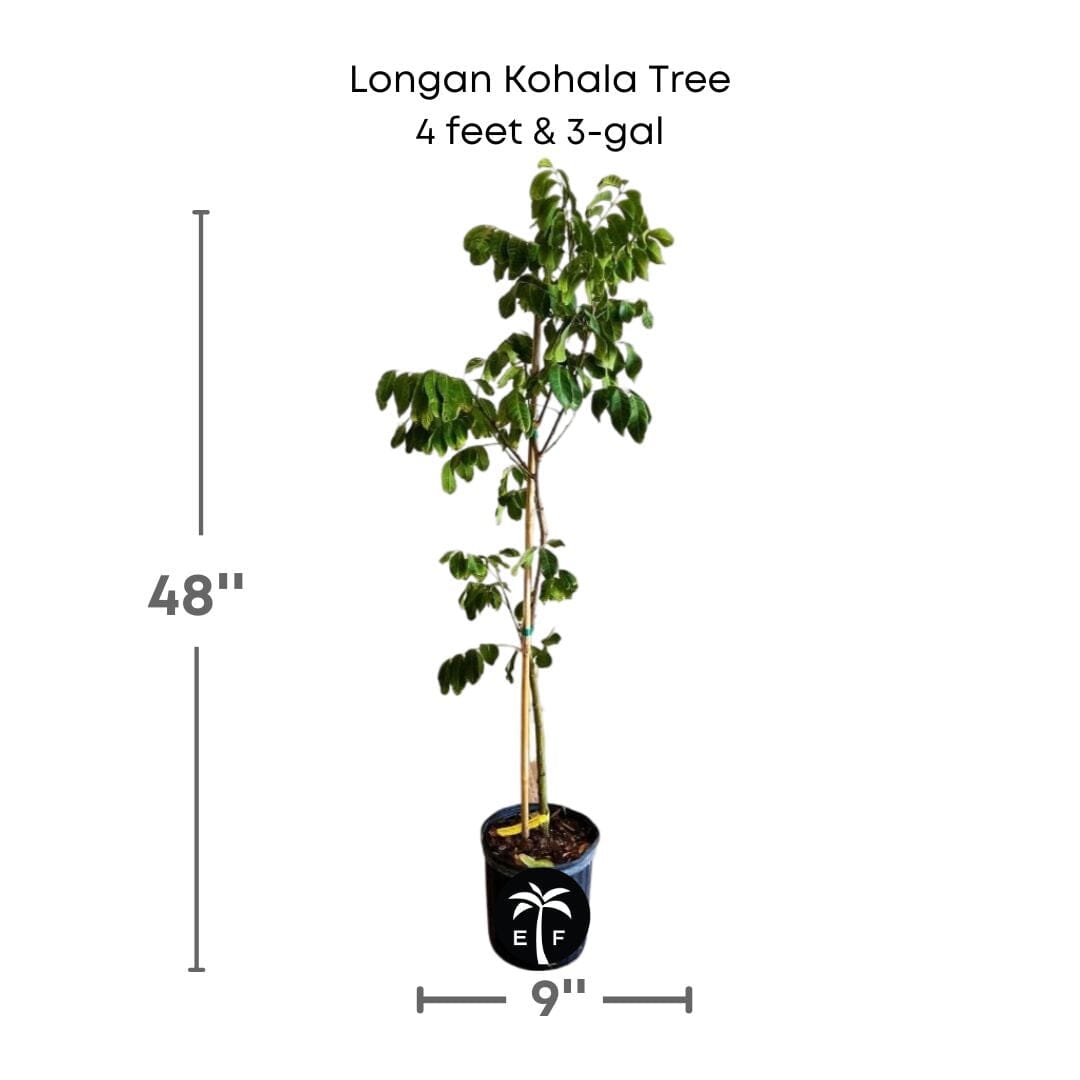Longan Kohala Tree, Air-Layered, Fruit Trees from Everglades Farm