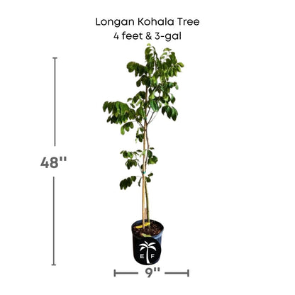 Longan Kohala Tree, Air-Layered, Fruit Trees from Everglades Farm