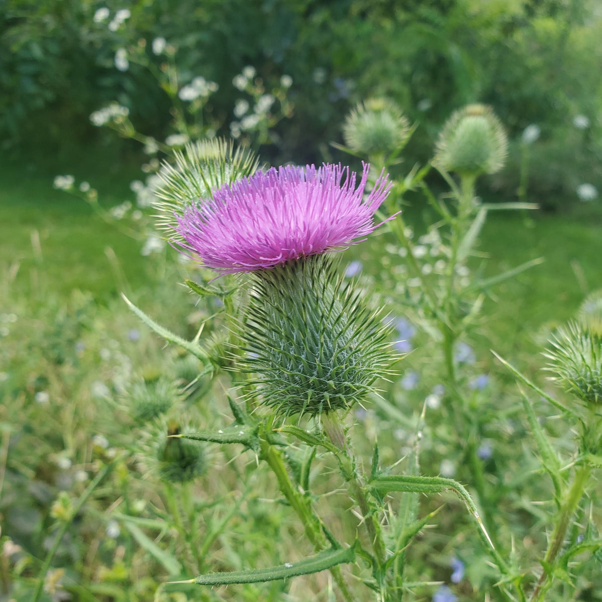 Milk Thistle by MIgardener