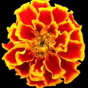 MARIGOLD Seeds, Sparky Mix, image 2 of 2