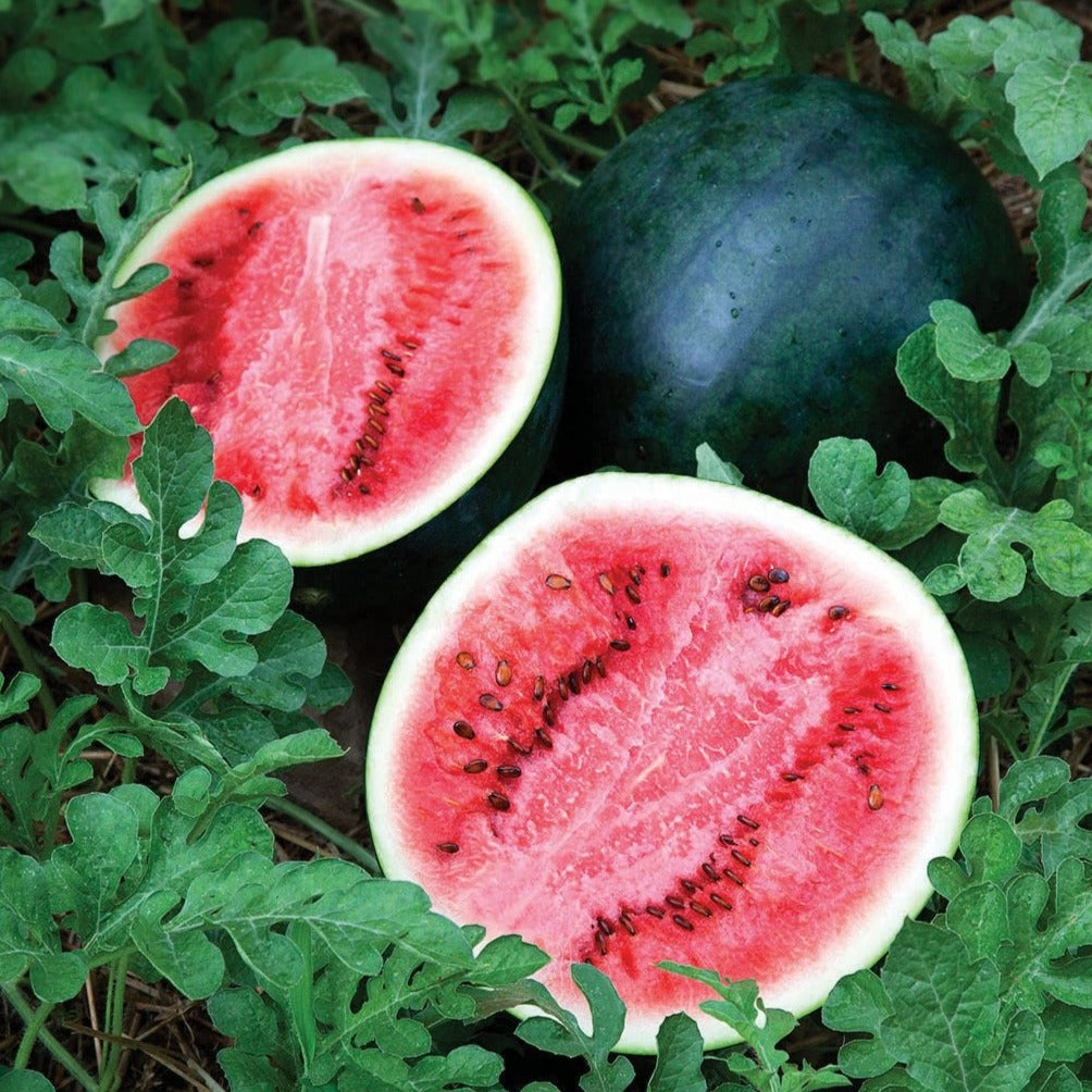 Sugar Baby Watermelon by MIgardener