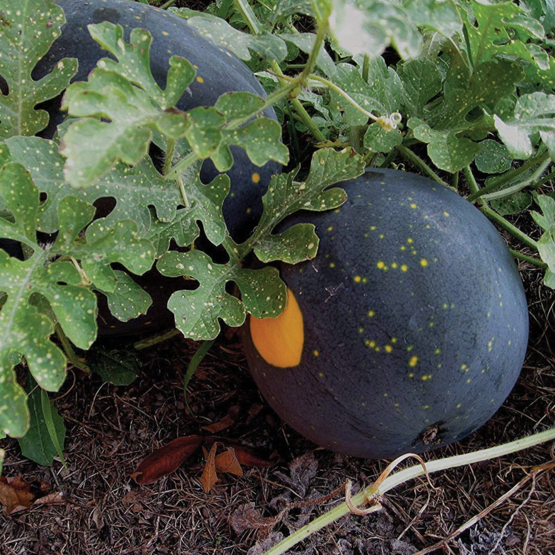 Moon and Stars Watermelon by MIgardener